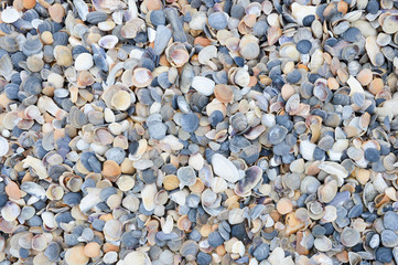 Texture of seashells on the shore