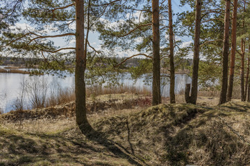 The pine trees on the shore of the quarry.