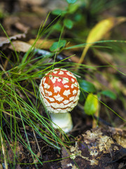Beautiful Fungus, Moss & Toadstools of Finland Forests