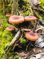 Beautiful Fungus, Moss & Toadstools of Finland Forests