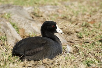 American Coot