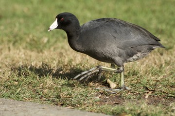 American Coot