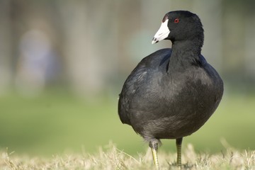 American Coot