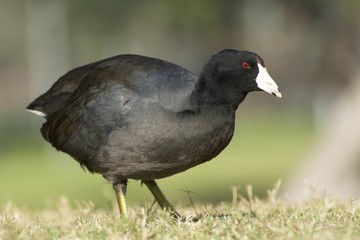 American Coot