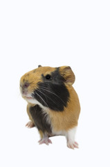 Fototapeta premium Image of a cute Guinea pig with a white isolated background.