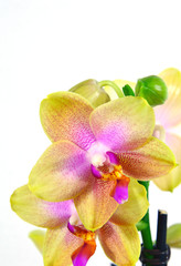 Naklejka na ściany i meble colorful orchids with white background