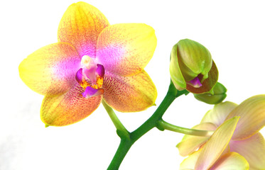 Fototapeta na wymiar colorful orchids with white background