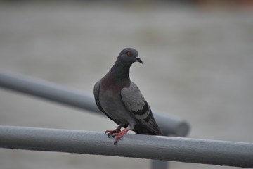 Pigeon