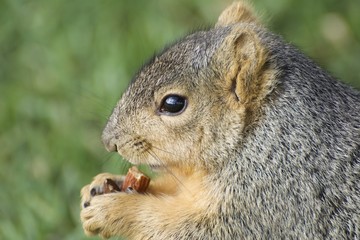 Fox Squirrel Eating an Almond