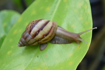 Escargot