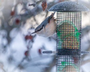 Red-breasted nuthatch on garden bird feeder in winter 