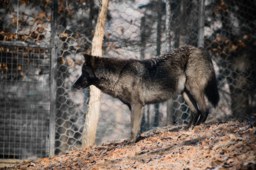 Obraz premium portrait of a beautiful furry black wolf