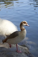 Egyptian Goose