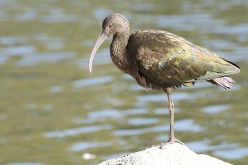 White-faced Ibis