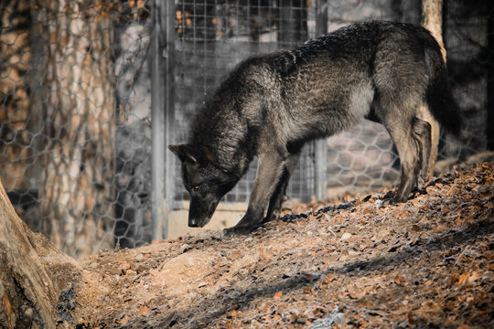 portrait of a beautiful furry black wolf