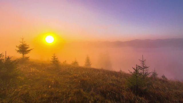 Misty Morning in the Mountains with a Young Firs in the Foreground and Fog with Clouds in the Background. Timelapse. 4K.