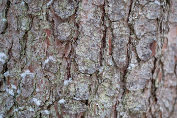 Baumrinde Hintergrund Close up