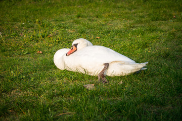 Ritratto di cigno sull'erba
