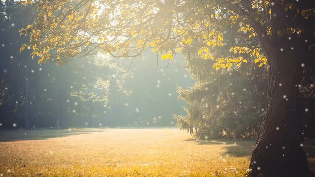 Glade branch of a tree with leaves sunlight yellow filter with many soft flying white poplar fluff. Cinemagraph seamless loop animation motion gif render background