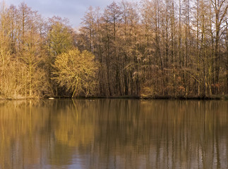Fototapeta na wymiar An einem kalten Nachmittag an einem Teich im Wald. Bäume soiegeln sich im Wasser