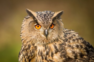 Eurasian Eagle-Owl