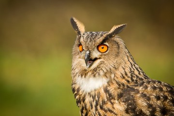 Eurasian Eagle-Owl
