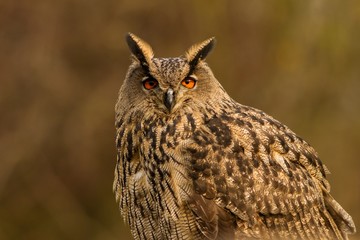 Eurasian Eagle-Owl