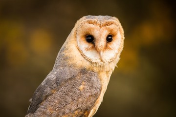 Barn Owl, autumn