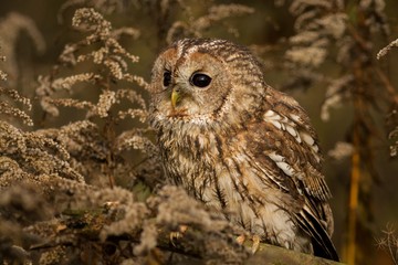 Tawny Owl