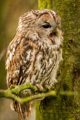 Tawny Owl