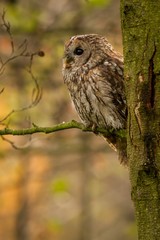 Tawny Owl