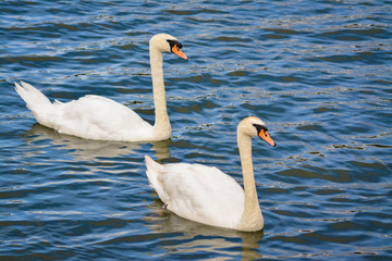 Obraz premium Swimming Swans