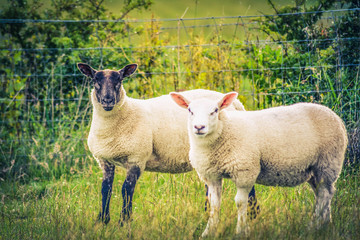 Obraz premium Two Sheep