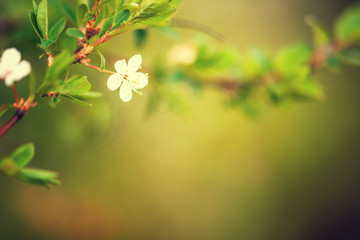 Cherry tree with flowers 