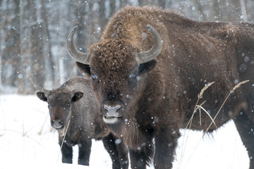A mama bison with her cub, she is very protective with her babies, it was the first snow of the year 