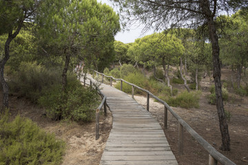 Obraz premium Huelva, Andalusia, Spain. Wooden walkway that crosses the natural park of Los Enebrales, near the park of Doñana.