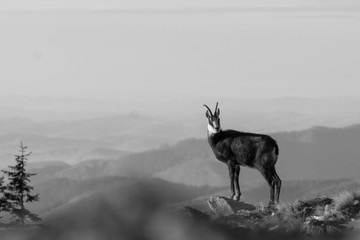 Beautiful black and white chamois on top of the peak