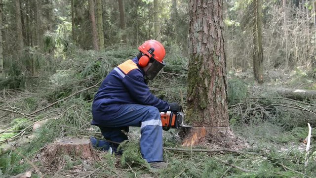 Lumberjack cutting tree in forest