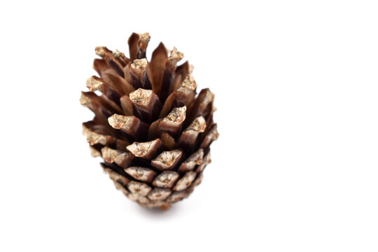 Pinecone stock images. Cone on a white background