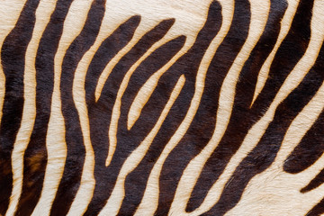 Fototapeta na wymiar Natural skin of the African zebra of a typical coloring, fragment.