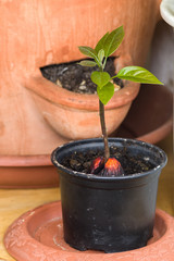 Avocado aufzucht
