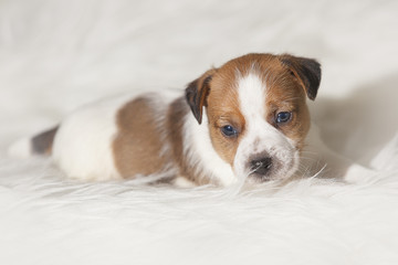 Cachorro Jack Russell Terrier retrato
