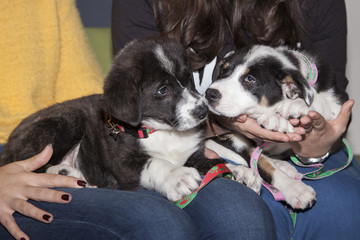 Dos cachorritos en las manos de dos chicas