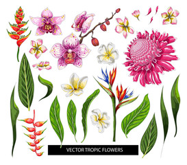 Set of tropical flowers. Vector design isolated elements.