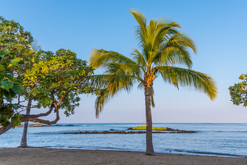 Palm Tree by the Ocean