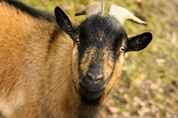 Fototapeta premium Portrait of a brown goat with big horns