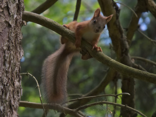 Eurasian red squirrel (Sciurus vulgaris)