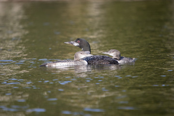 Mother Loon and her babies