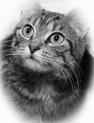 TABBY CAT FACE IN BLACK AND WHITE