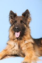 German shepherd dog
